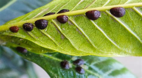 lilly pilly beetle spray|How to identify and control lilly pilly pests